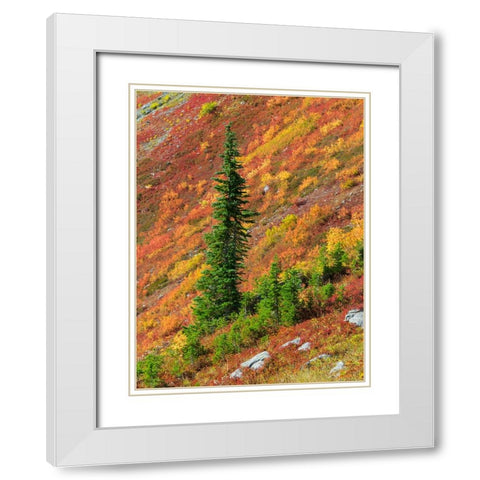 Washington State-North Cascades-Alpine Fir tree and fall color White Modern Wood Framed Art Print with Double Matting by Wild, Jamie and Judy