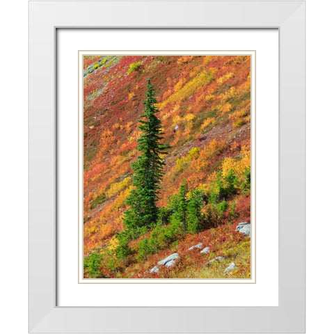 Washington State-North Cascades-Alpine Fir tree and fall color White Modern Wood Framed Art Print with Double Matting by Wild, Jamie and Judy
