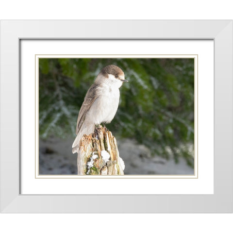 Washington State-Tiger Mountain Gray jay White Modern Wood Framed Art Print with Double Matting by Wild, Jamie and Judy