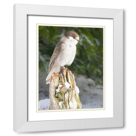 Washington State-Tiger Mountain Gray jay White Modern Wood Framed Art Print with Double Matting by Wild, Jamie and Judy