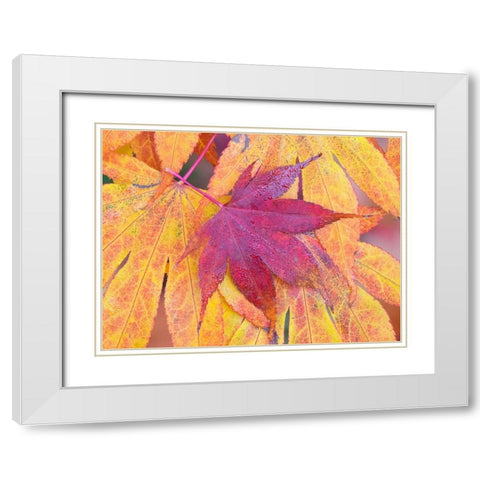 Washington State-Maple leaves White Modern Wood Framed Art Print with Double Matting by Wild, Jamie and Judy
