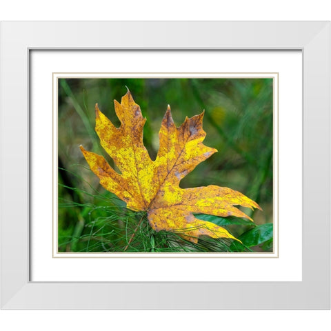 Washington State Bigleaf maple leaf White Modern Wood Framed Art Print with Double Matting by Wild, Jamie and Judy