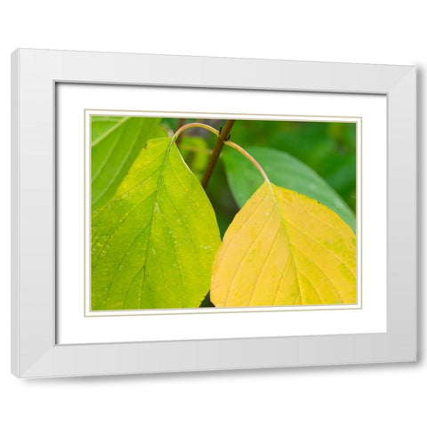 Washington State-Pacific Dogwood Leaf close-up White Modern Wood Framed Art Print with Double Matting by Wild, Jamie and Judy