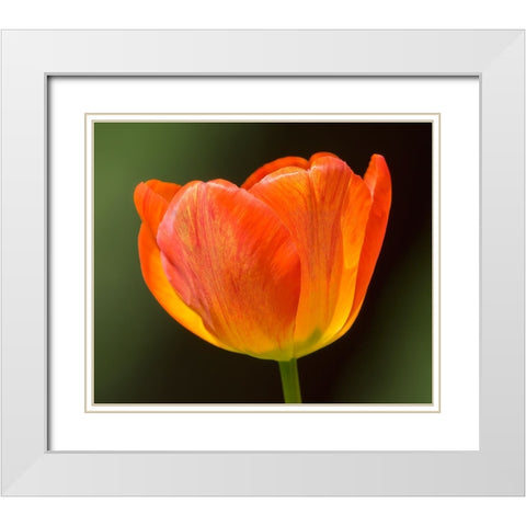 Washington State-Tulip close-up White Modern Wood Framed Art Print with Double Matting by Wild, Jamie and Judy