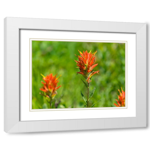 Washington State-Mount Rainier National Park Magenta Paintbrush White Modern Wood Framed Art Print with Double Matting by Wild, Jamie and Judy