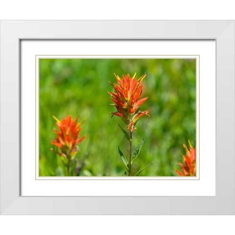 Washington State-Mount Rainier National Park Magenta Paintbrush White Modern Wood Framed Art Print with Double Matting by Wild, Jamie and Judy