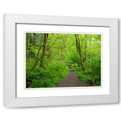 Washington State-Tiger Mountain trail White Modern Wood Framed Art Print with Double Matting by Wild, Jamie and Judy