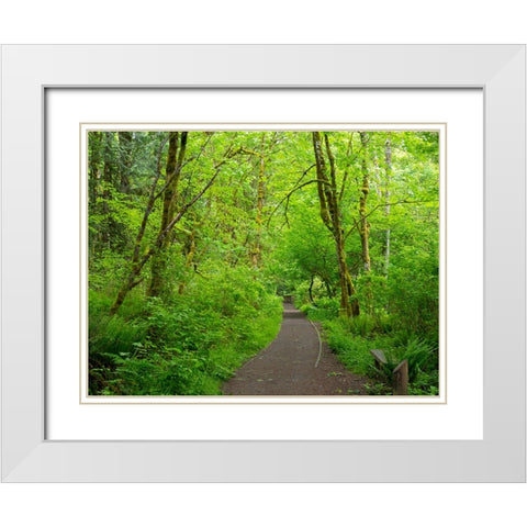 Washington State-Tiger Mountain trail White Modern Wood Framed Art Print with Double Matting by Wild, Jamie and Judy