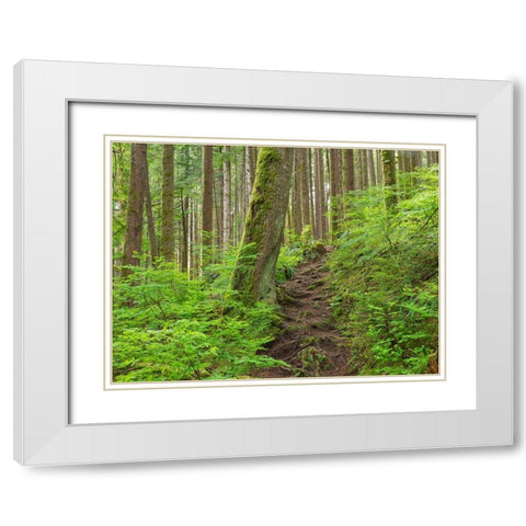 Washington State-Central Cascades Rainy Lake trail White Modern Wood Framed Art Print with Double Matting by Wild, Jamie and Judy