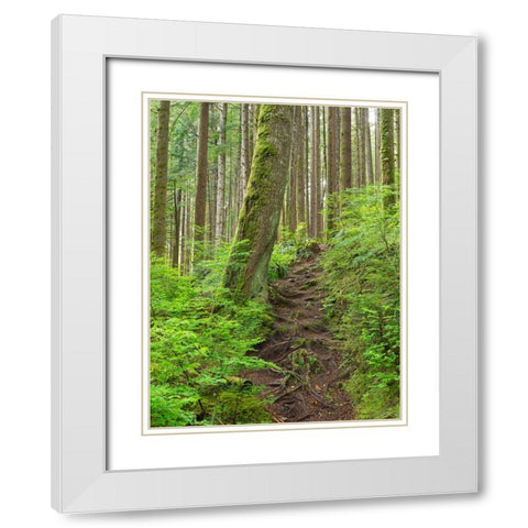 Washington State-Central Cascades Rainy Lake trail White Modern Wood Framed Art Print with Double Matting by Wild, Jamie and Judy