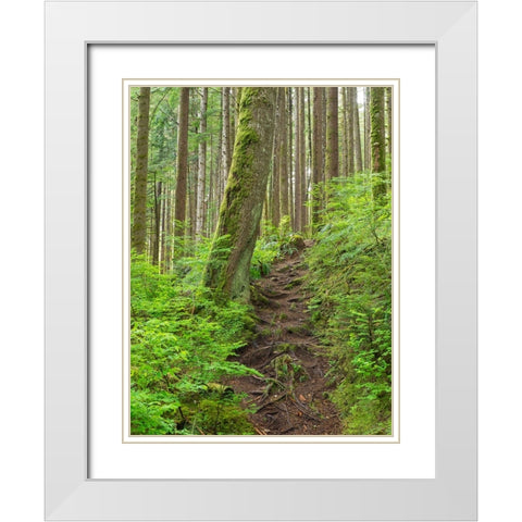 Washington State-Central Cascades Rainy Lake trail White Modern Wood Framed Art Print with Double Matting by Wild, Jamie and Judy