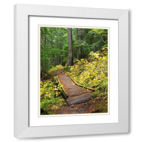 Washington State-Central Cascades Trail to Olallie Lake-old wooden section White Modern Wood Framed Art Print with Double Matting by Wild, Jamie and Judy