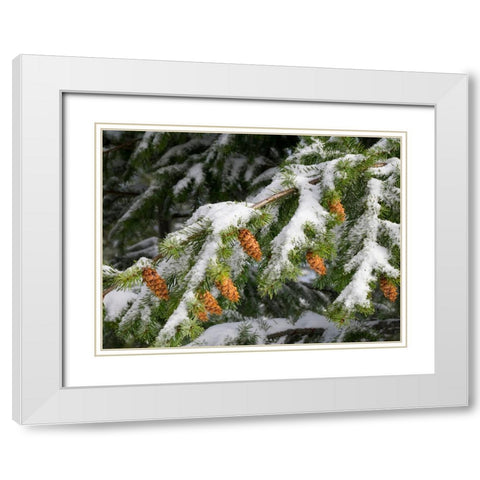 Washington State-Central Cascades Mount Washington-fir cones and snow White Modern Wood Framed Art Print with Double Matting by Wild, Jamie and Judy