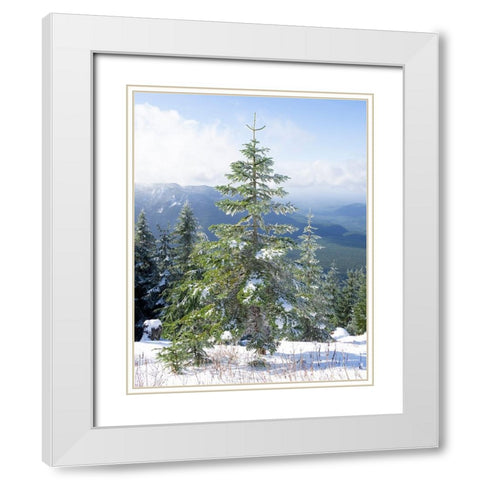 Washington State-Central Cascades Mount Washington-fir trees and snow White Modern Wood Framed Art Print with Double Matting by Wild, Jamie and Judy