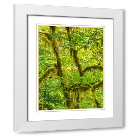 Washington State-Olympic National Park-Hoh Rain Forest White Modern Wood Framed Art Print with Double Matting by Wild, Jamie and Judy