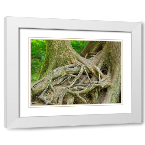 Washington State-Olympic National Park-Hoh Rain Forest-Hall of Mosses-intertwined tree roots White Modern Wood Framed Art Print with Double Matting by Wild, Jamie and Judy