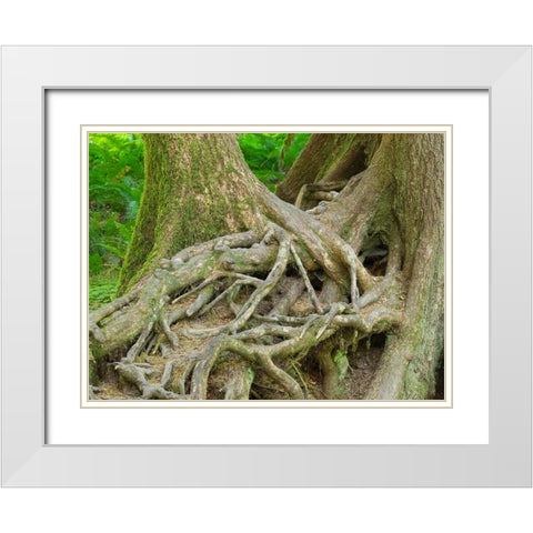 Washington State-Olympic National Park-Hoh Rain Forest-Hall of Mosses-intertwined tree roots White Modern Wood Framed Art Print with Double Matting by Wild, Jamie and Judy