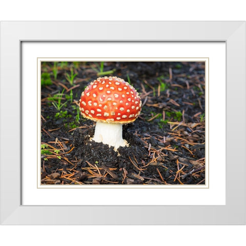 Washington State- Fly agaric mushroom. White Modern Wood Framed Art Print with Double Matting by Wild, Jamie and Judy