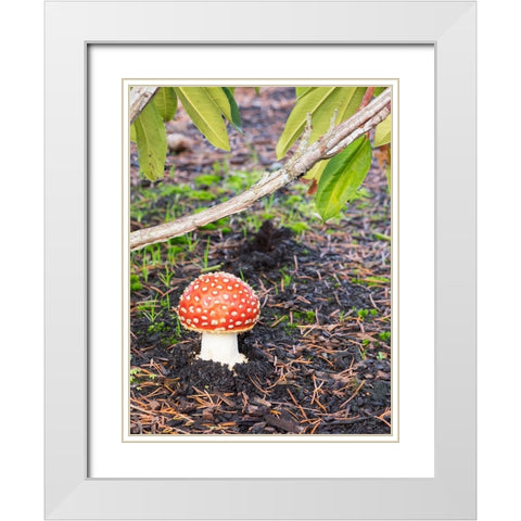 Washington State- Fly agaric mushroom. White Modern Wood Framed Art Print with Double Matting by Wild, Jamie and Judy