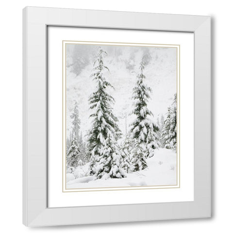 Washington State- Central Cascades. Snow covered fir trees White Modern Wood Framed Art Print with Double Matting by Wild, Jamie and Judy