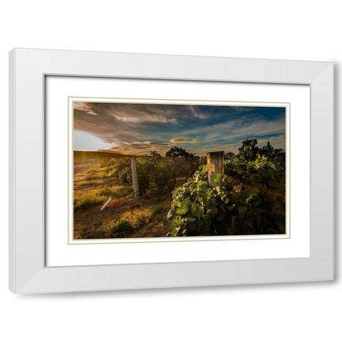 Morning light on rows of merlot White Modern Wood Framed Art Print with Double Matting by Duval, Richard