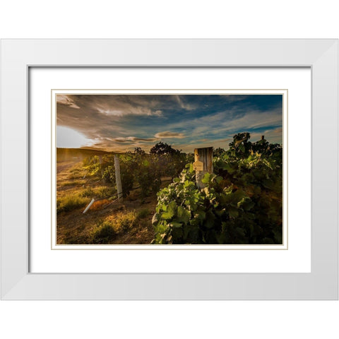 Morning light on rows of merlot White Modern Wood Framed Art Print with Double Matting by Duval, Richard