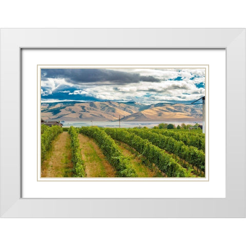 Washington State-Walla Walla Pepper Bridge Vineyard with Blue Mountains in the background White Modern Wood Framed Art Print with Double Matting by Duval, Richard
