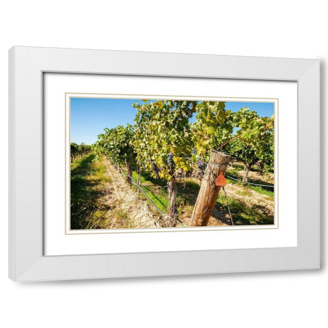 Washington State-Columbia Valley Old vine cabernet at Gamache Vineyard White Modern Wood Framed Art Print with Double Matting by Duval, Richard