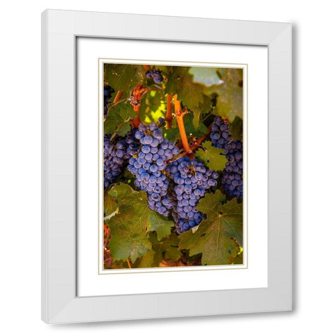 Washington State-Walla Walla Clusters of Cabernet Sauvignon gather sunlight hours before harvest White Modern Wood Framed Art Print with Double Matting by Duval, Richard