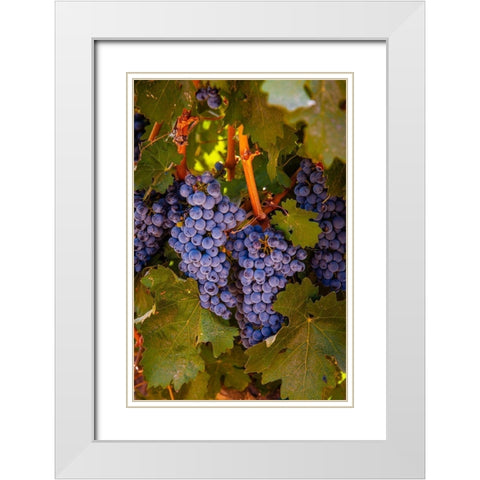 Washington State-Walla Walla Clusters of Cabernet Sauvignon gather sunlight hours before harvest White Modern Wood Framed Art Print with Double Matting by Duval, Richard