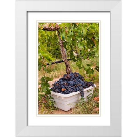Washington State-Pasco A bin of merlot grapes at harvest White Modern Wood Framed Art Print with Double Matting by Duval, Richard