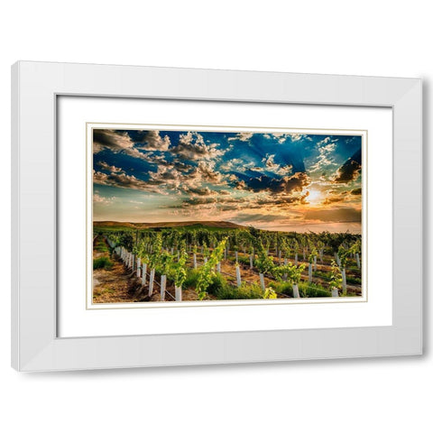 Washington State-Yakima Valley Sunrise on a Red Mountain vineyard White Modern Wood Framed Art Print with Double Matting by Duval, Richard