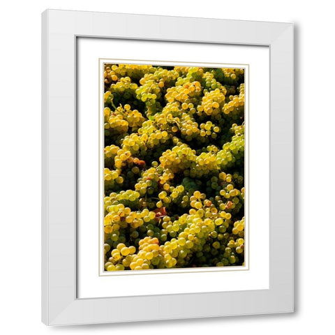 Washington State-Red Mountain Bin of Sauvignon Blanc grapes from Quintessence Vineyard at harvest White Modern Wood Framed Art Print with Double Matting by Duval, Richard