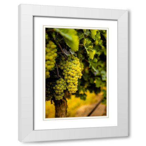 Washington State-Pasco Clusters of Sauvignon Blanc grapes White Modern Wood Framed Art Print with Double Matting by Duval, Richard