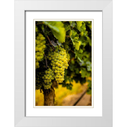 Washington State-Pasco Clusters of Sauvignon Blanc grapes White Modern Wood Framed Art Print with Double Matting by Duval, Richard