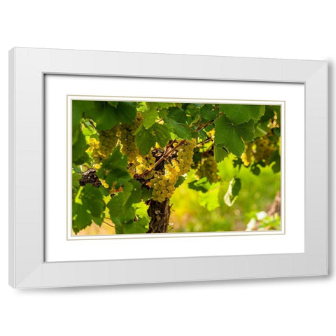 Washington State-Pasco Clusters of Sauvignon Blanc grapes White Modern Wood Framed Art Print with Double Matting by Duval, Richard