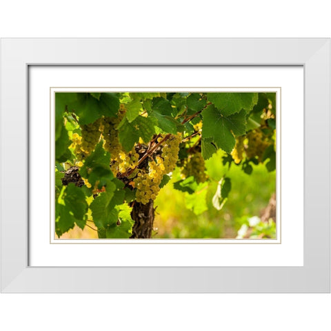 Washington State-Pasco Clusters of Sauvignon Blanc grapes White Modern Wood Framed Art Print with Double Matting by Duval, Richard