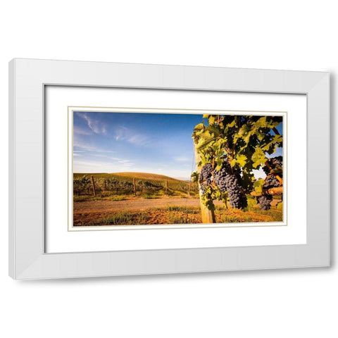 Washington State-Yakima Valley Clusters of Cabernet Sauvignon at Yakima Valley vineyard White Modern Wood Framed Art Print with Double Matting by Duval, Richard