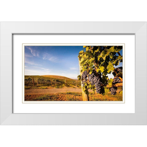 Washington State-Yakima Valley Clusters of Cabernet Sauvignon at Yakima Valley vineyard White Modern Wood Framed Art Print with Double Matting by Duval, Richard
