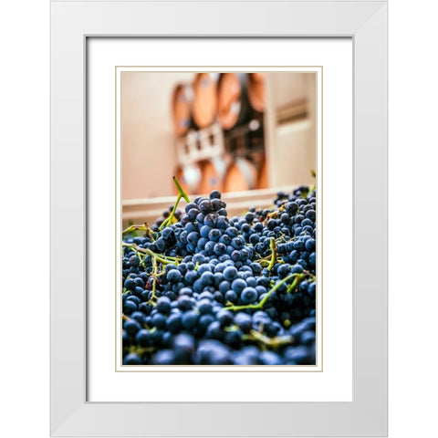 Washington State-Woodinville Clusters of Cabernet Sauvignon sit in bins in a winery White Modern Wood Framed Art Print with Double Matting by Duval, Richard