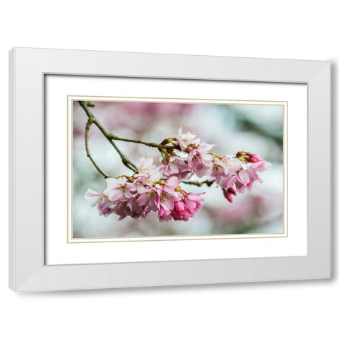 Washington State-Bellevue Cherry blossoms White Modern Wood Framed Art Print with Double Matting by Tilley, Rob