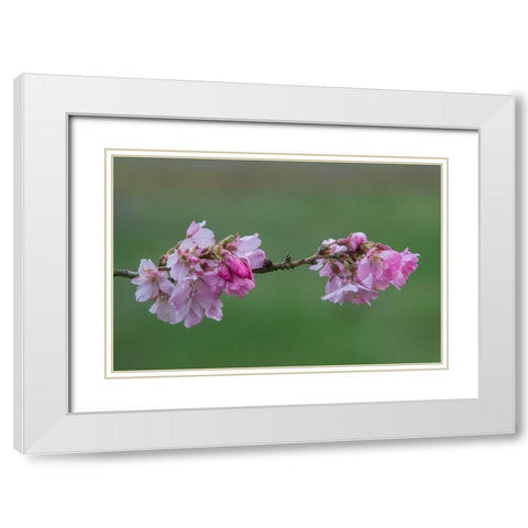 Washington State-Bellevue Cherry blossoms White Modern Wood Framed Art Print with Double Matting by Tilley, Rob