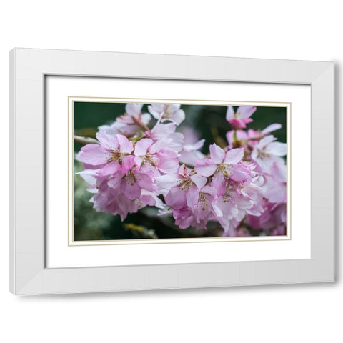 Washington State-Bellevue Cherry blossoms White Modern Wood Framed Art Print with Double Matting by Tilley, Rob