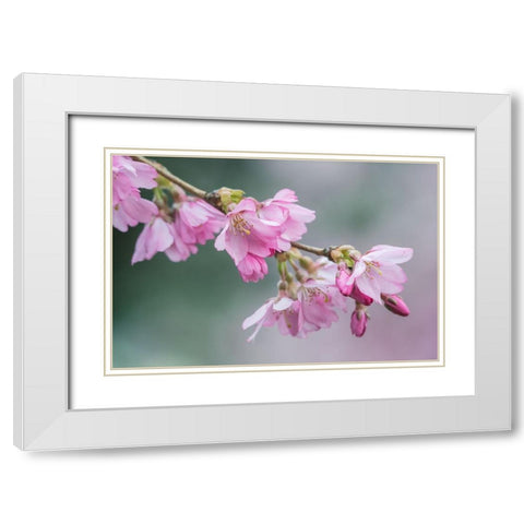 Washington State-Bellevue Cherry blossoms White Modern Wood Framed Art Print with Double Matting by Tilley, Rob