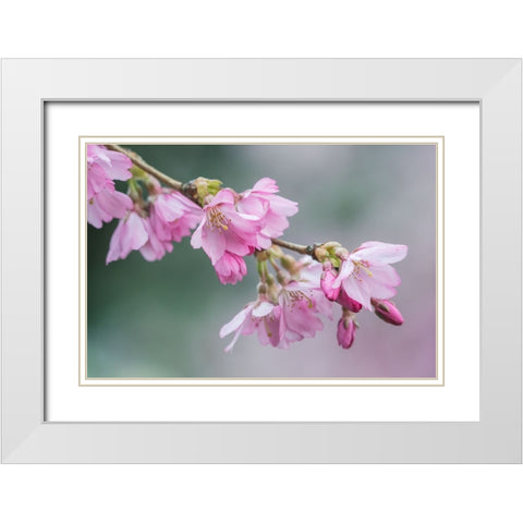 Washington State-Bellevue Cherry blossoms White Modern Wood Framed Art Print with Double Matting by Tilley, Rob