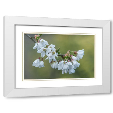 Washington State-Bellevue Cherry blossoms White Modern Wood Framed Art Print with Double Matting by Tilley, Rob