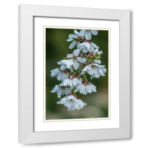 Washington State-Bellevue Cherry blossoms White Modern Wood Framed Art Print with Double Matting by Tilley, Rob