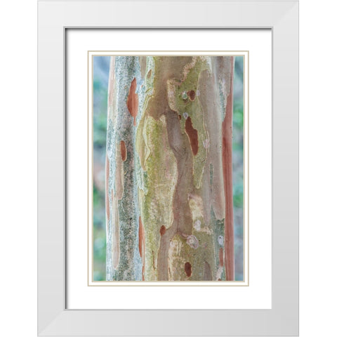 Washington State-Bellevue Crape Myrtle trunk White Modern Wood Framed Art Print with Double Matting by Tilley, Rob