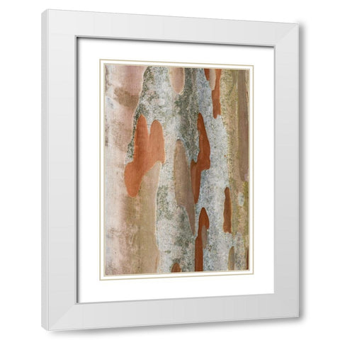 Washington State-Bellevue Crape Myrtle trunk White Modern Wood Framed Art Print with Double Matting by Tilley, Rob