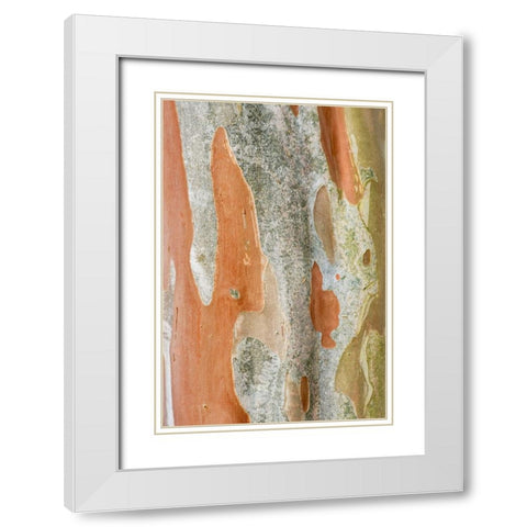 Washington State-Bellevue Crape Myrtle trunk White Modern Wood Framed Art Print with Double Matting by Tilley, Rob